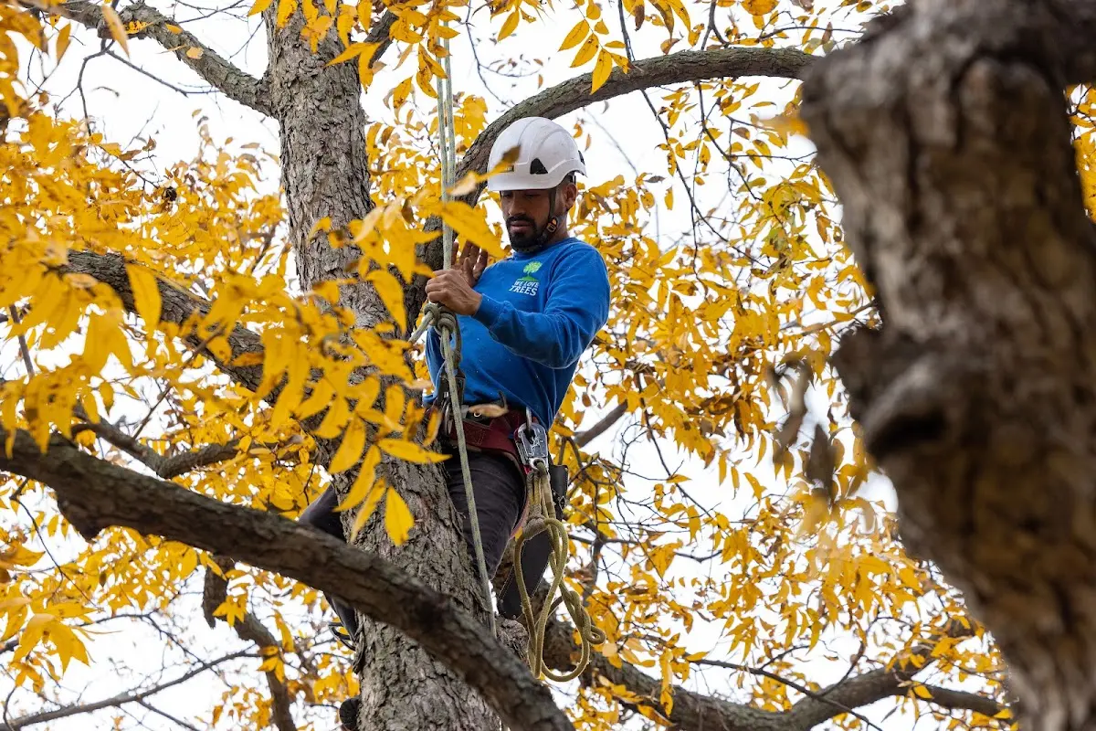 Skilled Tree Planing crew working in Cantonment